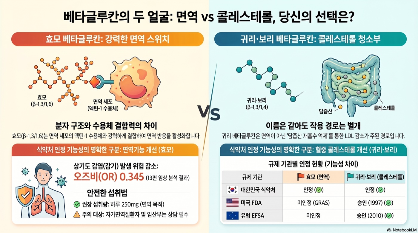 베타글루칸 면역 효과, 임상이 말하는 진실 — 효모·귀리 형태별 근거 분석